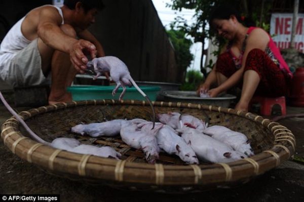 Chùm ảnh: Cảnh chế biến thịt chuột tại Việt Nam lên báo nước ngoài 13