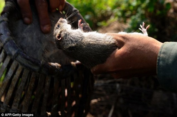 Chùm ảnh: Cảnh chế biến thịt chuột tại Việt Nam lên báo nước ngoài 7