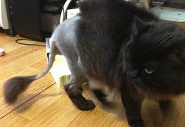 Hình ảnh bộ lông của những chú chó, mèo được "tỉa tót" quá mức gây tranh cãi 5