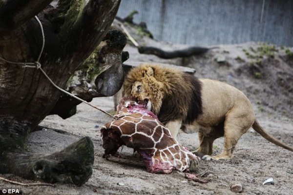 Thế giới phẫn nộ việc vườn thú xẻ thịt hươu cao cổ cho sư tử ăn 3