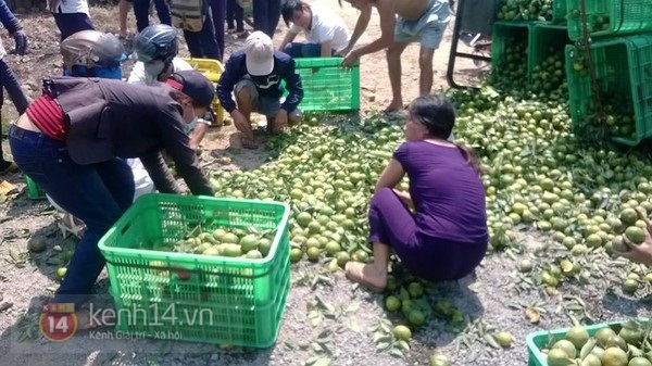 Xe chở qu&yacute;t bị lật ở Đồng nai, kh&ocirc;ng ai "h&ocirc;i của" 3