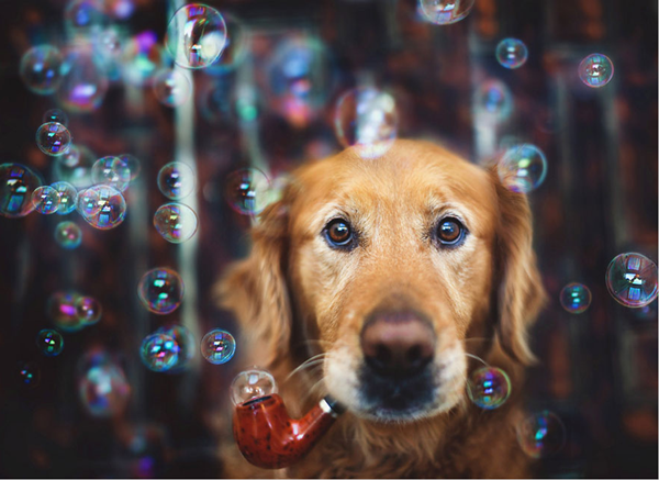 Bộ ảnh hoài niệm về chú chó cưng của cô gái gốc Việt gây "sốt" ở Mỹ 1
