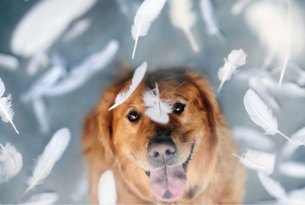 Bộ ảnh hoài niệm về chú chó cưng của cô gái gốc Việt gây "sốt" ở Mỹ 5