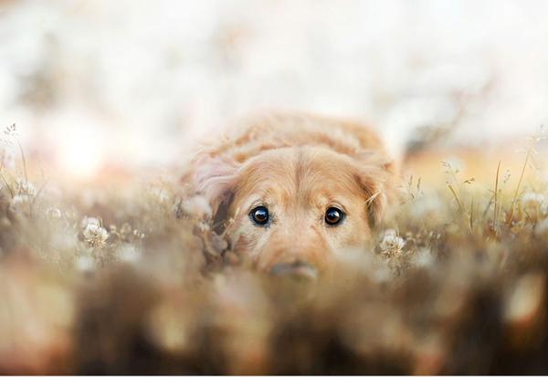 Bộ ảnh hoài niệm về chú chó cưng của cô gái gốc Việt gây "sốt" ở Mỹ 10