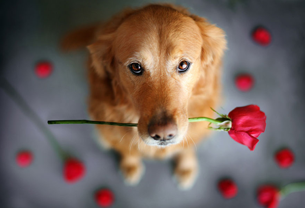 Bộ ảnh hoài niệm về chú chó cưng của cô gái gốc Việt gây "sốt" ở Mỹ 12