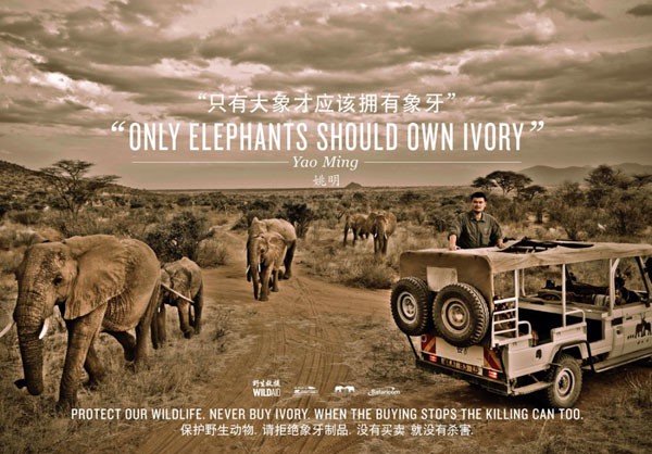 SOS: tháng ngày cuối cùng của loài voi trên Trái đất 15