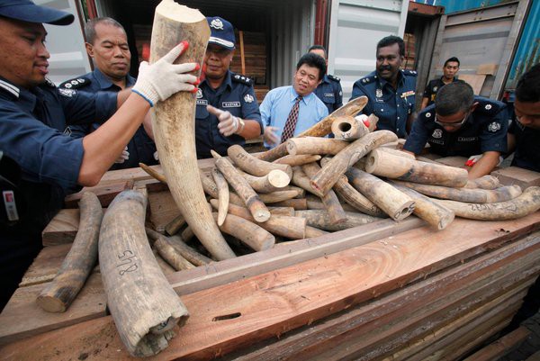SOS: th&aacute;ng ng&agrave;y cuối c&ugrave;ng của lo&agrave;i voi tr&ecirc;n Tr&aacute;i đất 5