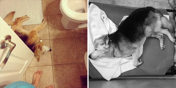 Những bức ảnh cuối cùng của cô chủ và chú chó 16 tuổi sắp qua đời 13