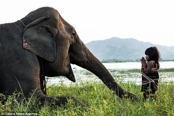 Tình bạn giữa cô bé Việt 6 tuổi với chú voi già lên báo nước ngoài 3