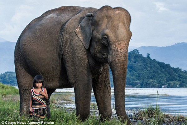 Tình bạn giữa cô bé Việt 6 tuổi với chú voi già lên báo nước ngoài 4