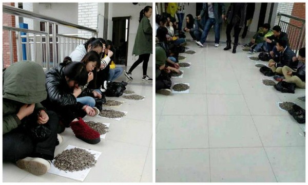 Gi&aacute;o vi&ecirc;n kỷ luật học sinh bằng c&aacute;ch bắt ăn 50kg hạt hướng dương 2