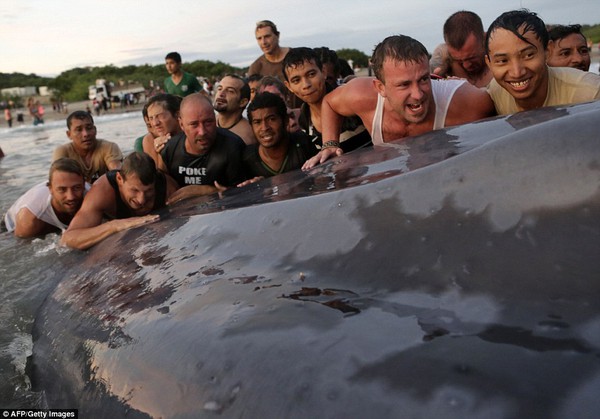 Hơn 50 người nỗ lực cứu cá voi khổng lồ bị dạt vào bờ 1