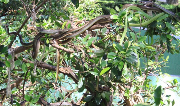 Cận cảnh hàng trăm con rắn lục đuôi đỏ ngụy trang trên cây 1