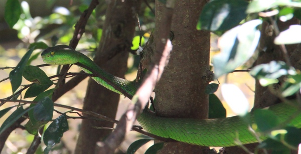 Cận cảnh hàng trăm con rắn lục đuôi đỏ ngụy trang trên cây 9