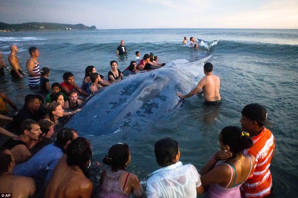Hơn 50 người nỗ lực cứu cá voi khổng lồ bị dạt vào bờ 2
