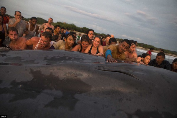 Hơn 50 người nỗ lực cứu cá voi khổng lồ bị dạt vào bờ 3
