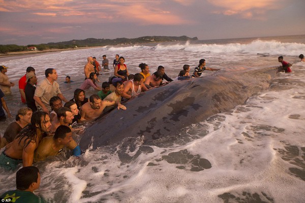 Hơn 50 người nỗ lực cứu cá voi khổng lồ bị dạt vào bờ 4