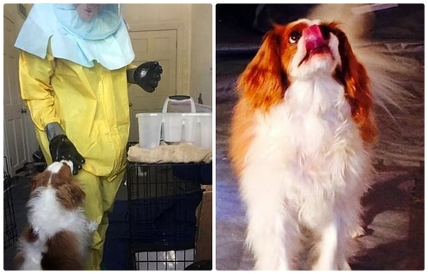 Ch&uacute; ch&oacute; cưng Bentley đo&agrave;n tụ c&ugrave;ng Nina Phạm sau khi được kết luận &acirc;m t&iacute;nh với Ebola 5