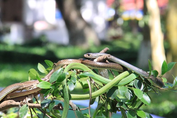 Cận cảnh hàng trăm con rắn lục đuôi đỏ ngụy trang trên cây 6