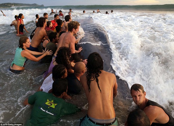 Hơn 50 người nỗ lực cứu cá voi khổng lồ bị dạt vào bờ 5