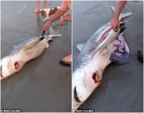 Hành trình cứu 3 chú cá mập con từ bụng xác cá mẹ dạt vào bờ 1