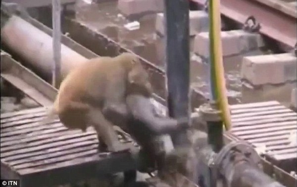 Ch&uacute; khỉ nỗ lực k&eacute;o bạn ra khỏi đường ray trước khi đo&agrave;n t&agrave;u chạy qua 1