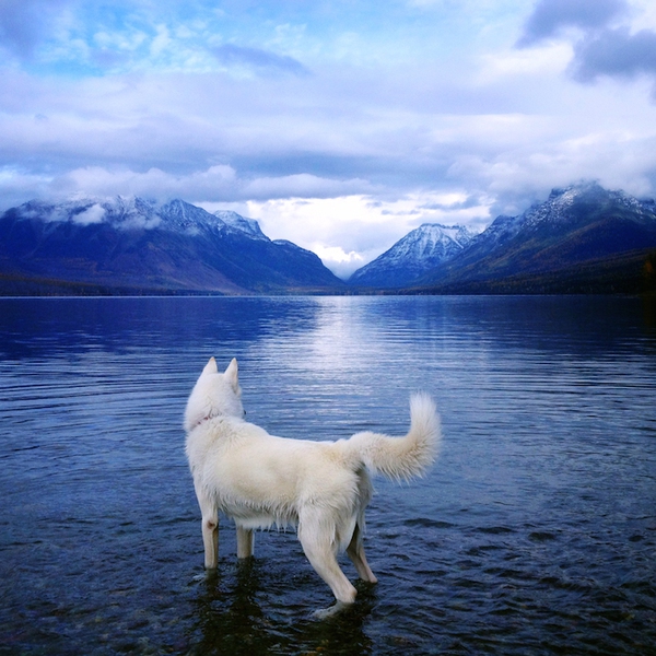 Chú chó trắng may mắn được chu du khắp nước Mỹ 15