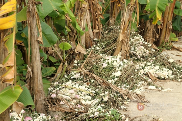 H&agrave; Nội: Hoa tết nở bung qu&aacute; sớm, b&aacute;n rẻ như cho 4