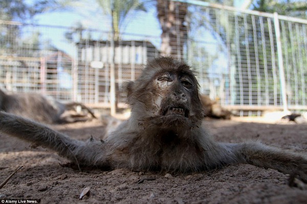 Hình ảnh hàng chục loài động vật quý bị bỏ đói ở vườn thú tới chết khô 9