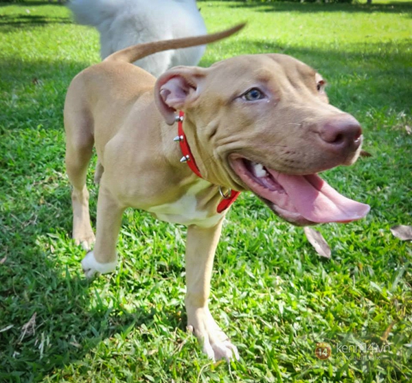 Hình ảnh "chó Pit bull cắn bị thương một chú chó to giữa phố Hà Nội" gây lo ngại 5