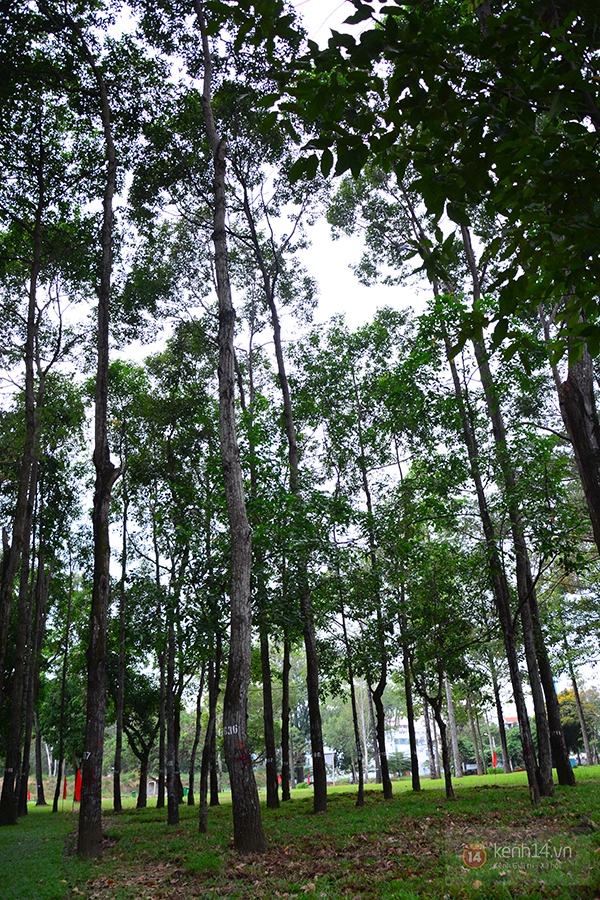 Người Sài Gòn tiếc nuối hàng cây cổ thụ ở Công viên Gia Định sắp bị đốn hạ 13