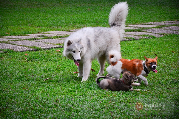 Hình ảnh "chó Pit bull cắn bị thương một chú chó to giữa phố Hà Nội" gây lo ngại 7