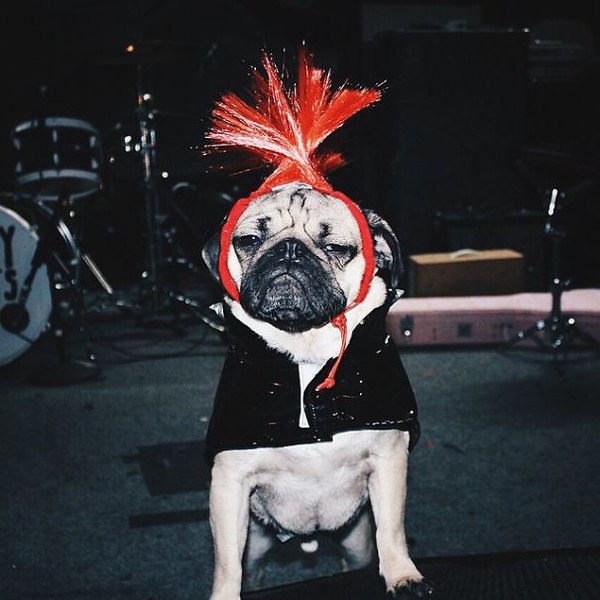 Ch&ugrave;m ảnh ch&uacute; c&uacute;n "cosplay" nổi tiếng tr&ecirc;n Instagram 10