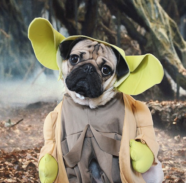 Ch&ugrave;m ảnh ch&uacute; c&uacute;n "cosplay" nổi tiếng tr&ecirc;n Instagram 12