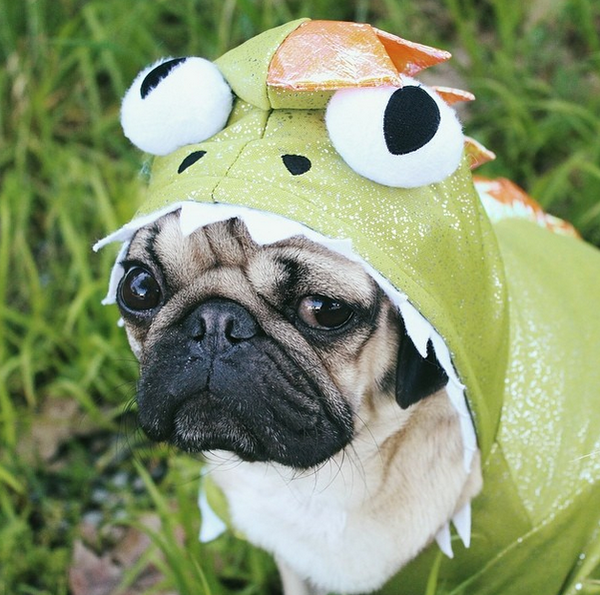 Ch&ugrave;m ảnh ch&uacute; c&uacute;n "cosplay" nổi tiếng tr&ecirc;n Instagram 21