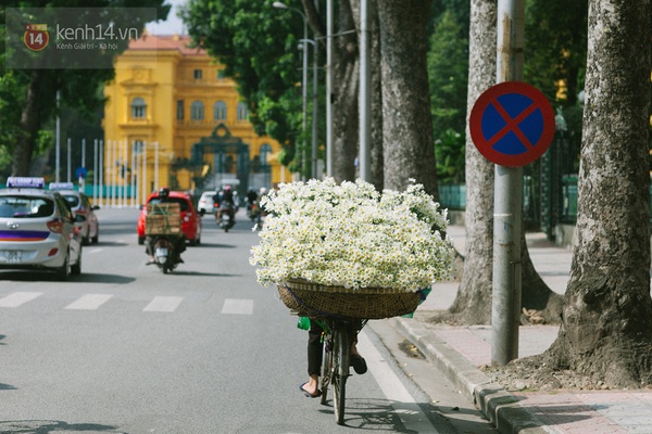 Chùm ảnh: Cúc họa mi bồng bềnh như mây về trên phố Hà Nội 9