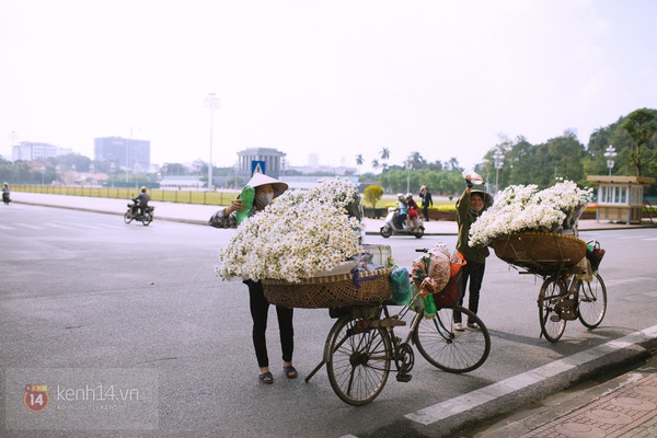 Chùm ảnh: Cúc họa mi bồng bềnh như mây về trên phố Hà Nội 11 Chùm ảnh: Cúc họa mi bồng bềnh như mây về trên phố Hà Nội 11