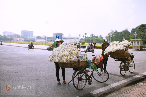 Chùm ảnh: Cúc họa mi bồng bềnh như mây về trên phố Hà Nội 11