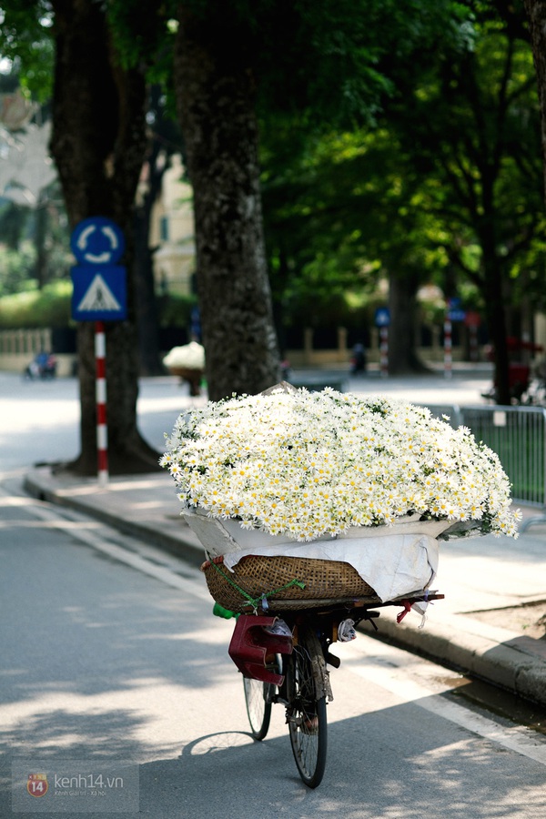 Chùm ảnh: Cúc họa mi bồng bềnh như mây về trên phố Hà Nội 15