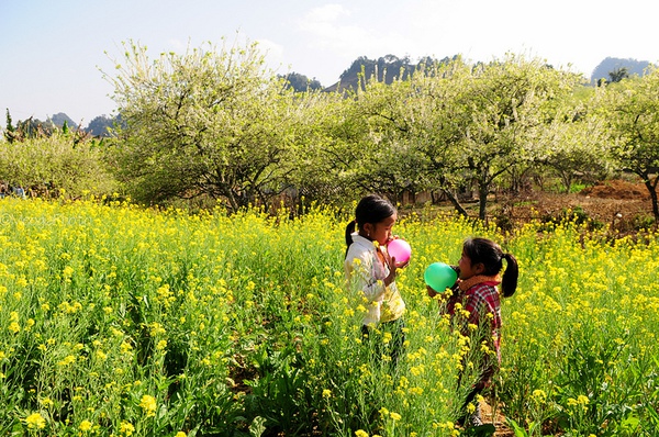 Đẹp đến "nghẹt thở" những mùa hoa trên khắp đất nước mình 1