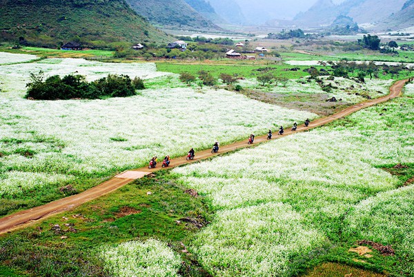 Đẹp đến "nghẹt thở" những mùa hoa trên khắp đất nước mình 30