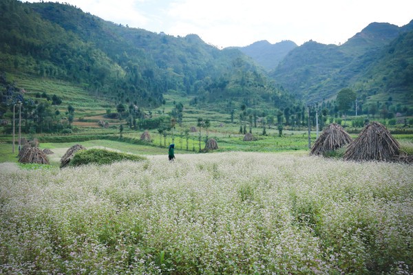 Đẹp đến "nghẹt thở" những mùa hoa trên khắp đất nước mình 31