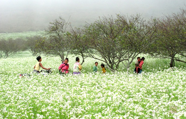 Đẹp đến "nghẹt thở" những mùa hoa trên khắp đất nước mình 32