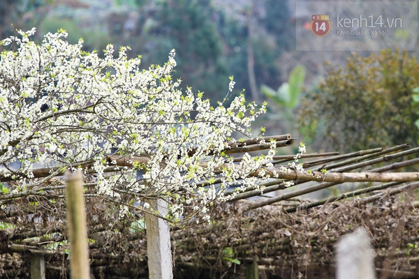 Đẹp đến "nghẹt thở" những mùa hoa trên khắp đất nước mình 24