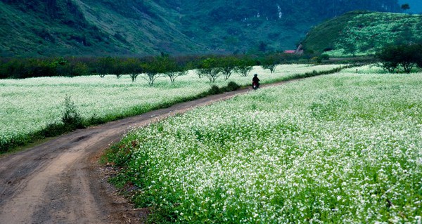 dep-den-nghet-tho-nhung-mua-hoa-tren-khap-dat-nuoc-minh.jpg