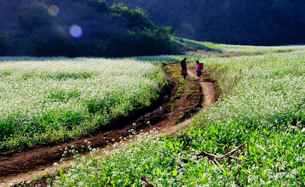 Đẹp đến "nghẹt thở" những mùa hoa trên khắp đất nước mình 34