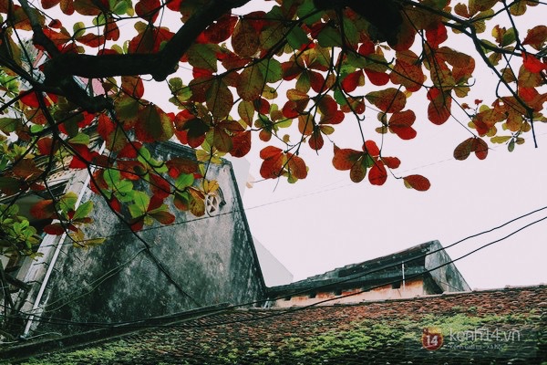 Đẹp như l&aacute; b&agrave;ng đỏ giữa trời đ&ocirc;ng H&agrave; Nội 2