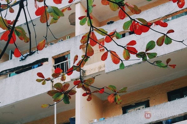 Đẹp như l&aacute; b&agrave;ng đỏ giữa trời đ&ocirc;ng H&agrave; Nội 7