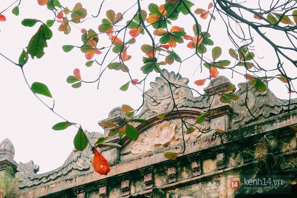 Đẹp như lá bàng đỏ giữa trời đông Hà Nội 13