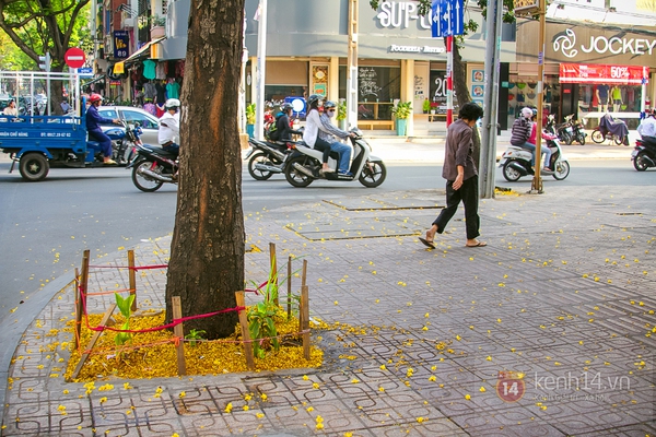 Sài Gòn đẹp rực rỡ những cánh hoa điệp vàng trái mùa 5